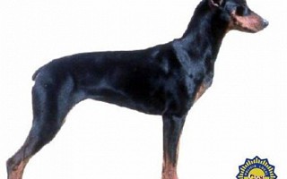 Doberman 1
